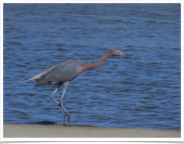 Reddish Egret